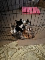 Other Cats for sale in 33244 4th St, Union City, CA 94587, USA. price: $50