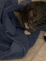 Free kitten and Mama