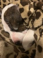 Female Pitt terroir brindle beautiful