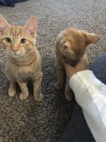 2 Kittens for Sale