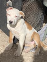 Pitbull puppie female