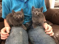 Kittens for adoption