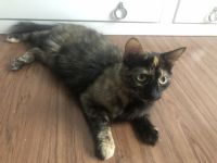 Beautiful friendly cat