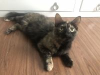 Beautiful friendly cat