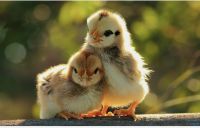 Otter Animals for sale in Nicholson, GA 30565, USA. price: $4