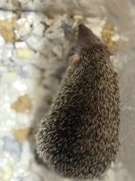 Not a hedgehog /Juvenile Lesser Tenrec for Adoption