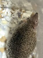 Otter Animals for sale in Humble, TX, USA. price: $400