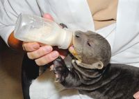 Otter Animals for sale in Owensboro, KY 42301, USA. price: $450