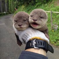 Otter Animals Photos