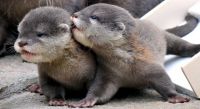 Otter Animals for sale in San Jose, CA, USA. price: $400