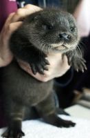 Otter Animals for sale in Austin, TX 78747, USA. price: $400