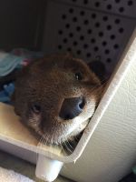 Otter Animals for sale in Tampa, FL 33609, USA. price: $400