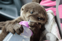 Otter Animals for sale in Newark, NJ, USA. price: $450