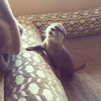 Otter Animals for sale in 24420 S Dixie Hwy, Princeton, FL 33032, USA. price: $600