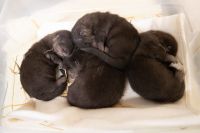 Otter Animals for sale in El Paso, TX, USA. price: $1,500