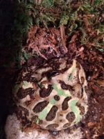 Pac Man Frog Amphibians Photos