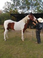 Paint horse Horses Photos