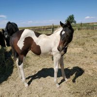 Paint Quarter Horse Horses for sale in Byers, CO 80103, USA. price: $3,500