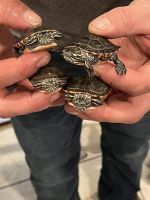 Painted Turtle Reptiles Photos