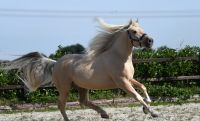 Palomino Horses Photos