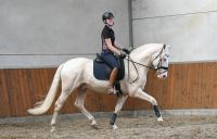 Palomino Horses for sale in Seattle Ferry Terminal, Seattle, WA 98104, USA. price: $5,900
