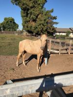 Palomino Horses for sale in Fresno, CA 93722, USA. price: $6,500