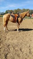 Palomino Horses for sale in Visalia, CA, USA. price: $2,100