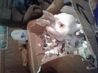 Palomino rabbit Rabbits for sale in Maryville, TN, USA. price: $20