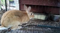 Palomino rabbit Rabbits for sale in Roseville, OH 43777, USA. price: $35