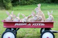 Palomino rabbit Rabbits Photos