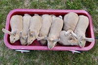 Palomino rabbit Rabbits Photos