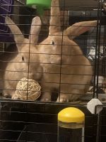 Palomino rabbit Rabbits for sale in Greensboro, NC, USA. price: $20