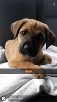 Pandikona Puppies for sale in Fayetteville, GA, USA. price: $250