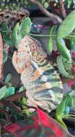 Panther Chameleon Reptiles for sale in Marietta, GA, USA. price: $300