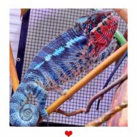 Panther Chameleon Reptiles for sale in Hollywood, Florida. price: $450