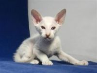 Pantherette Cats for sale in San Francisco, San Antonio, TX 78201, USA. price: $450