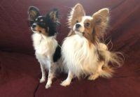 Papillon Puppies for sale in Green Bay, WI, USA. price: $1,500