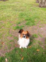 Papillon Puppies for sale in Beaumont, Texas. price: $1,000