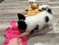 Papillon Puppies for sale in Raleigh, North Carolina. price: $450