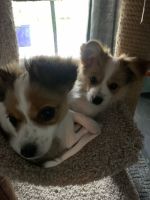 Papillon Puppies for sale in Sterling Heights, Michigan. price: $900