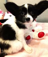Papillon Puppies for sale in South Greeley, WY 82007, USA. price: NA