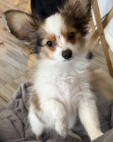 Papillon Puppies for sale in O'Brien, FL 32071, USA. price: $2,500