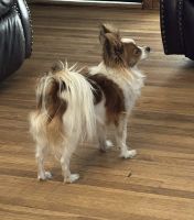 Papillon Puppies for sale in Littlefield, TX 79339, USA. price: $10,000