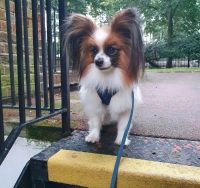 Papillon Puppies for sale in Chicago, IL, USA. price: $1,000