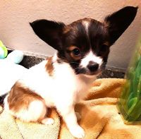 Papillon Puppies for sale in South Greeley, WY 82007, USA. price: NA