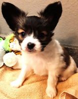 Papillon Puppies for sale in South Greeley, WY 82007, USA. price: NA