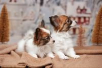 Papillon Puppies for sale in Houston, TX, USA. price: $700
