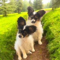 Papillon Puppies for sale in Hot Springs, AR, USA. price: $2,000