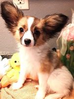Papillon Puppies for sale in South Greeley, WY 82007, USA. price: NA
