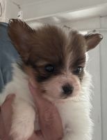 AKC Papillons show prospect or pets priced according to pedigree